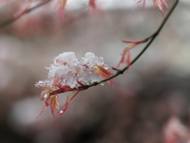 Pink dwarf mit Schneehäubchen