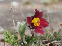 Pulsatilla 30.3.22