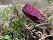 Pulsatilla 2.4.22 nach Schnee-Schock