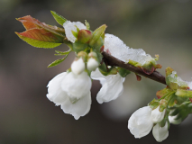 Kirschblüte mit Schnee-Häubchen