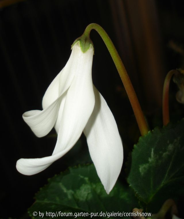 '