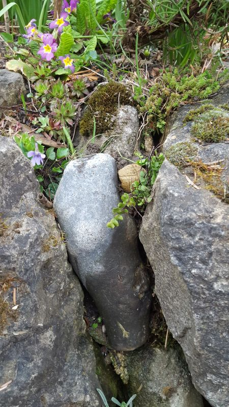 Asplenium trichomanes