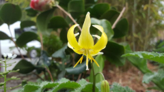 Erythronium Pagoda2022