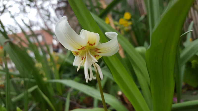 Erythronium White Beauty 2022