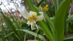 Erythronium White Beauty 2022