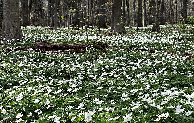 Anemone nemorosa