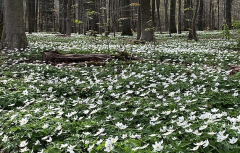 Anemone nemorosa