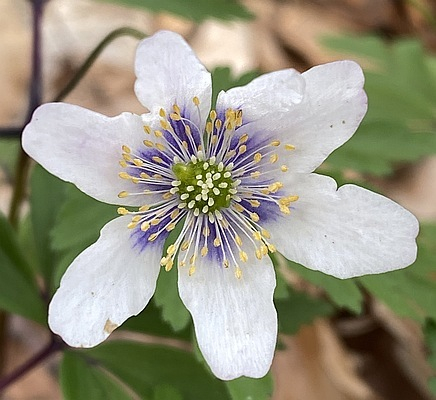 Anemone nemorosa