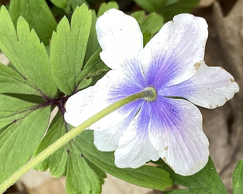 Anemone nemorosa
