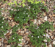 Anemone nemorosa