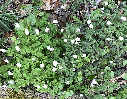 Anemone nemorosa