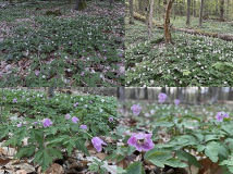 Wenn ich mich hier etwas umsehe, finde ich jedenfalls öfter welche, die mehr oder weniger farbige Blüten haben.