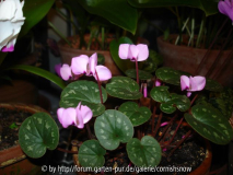 Cyclamen coum ssp. coum - Wildform