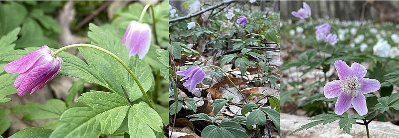 Anemone nemorosa