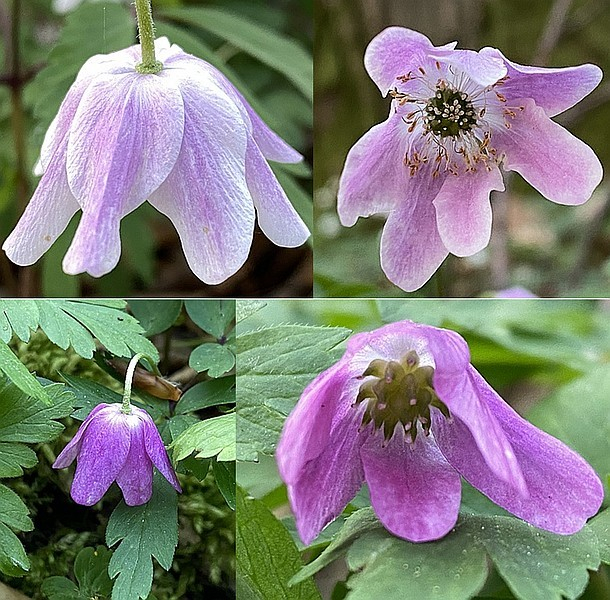 Anemone nemorosa