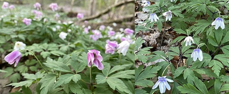 Anemone nemorosa