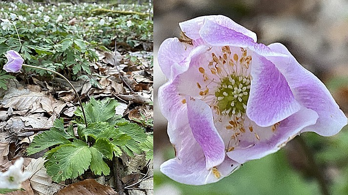 Anemone nemorosa