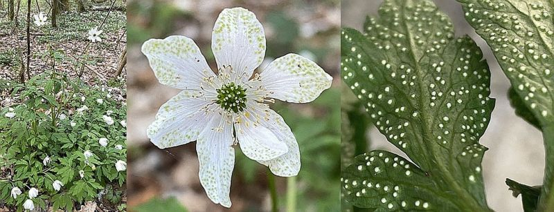 Anemone nemorosa