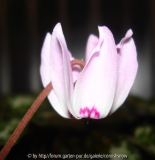 libanoticum I