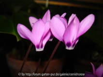 pseudibericum II