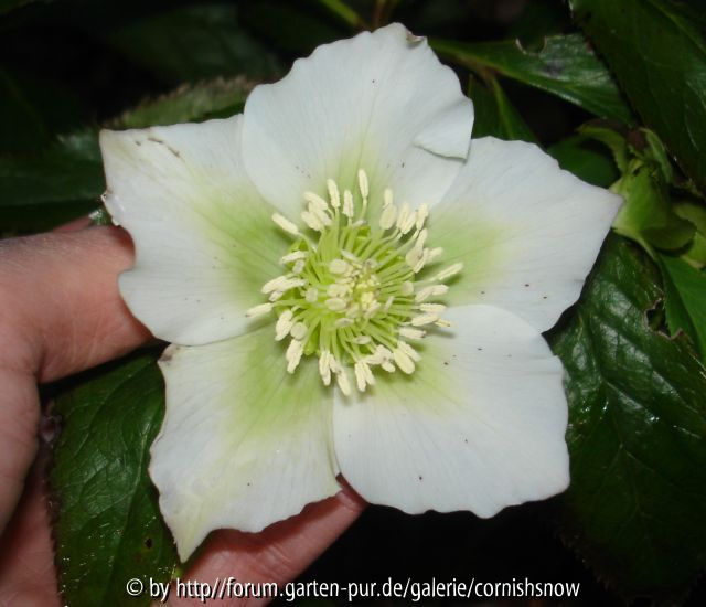 Helleborus orientalis ssp. guttatus