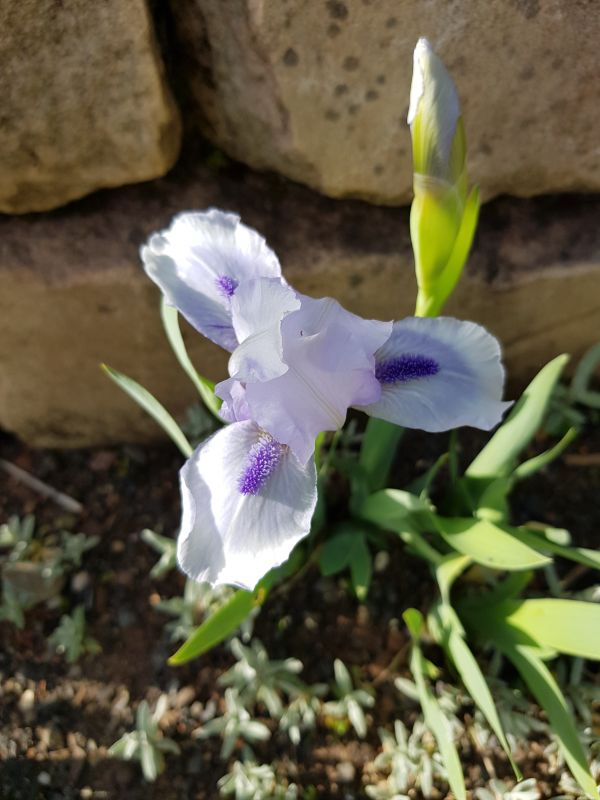 BedfordLilac_SDB