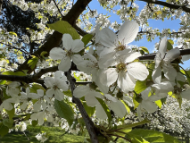 Blüte von Kirsch- und Apfelbaum