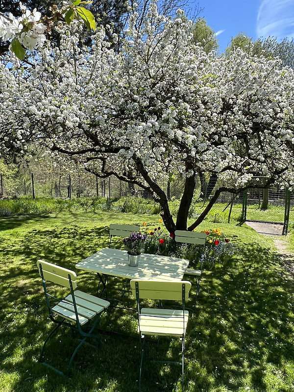 Frühlingsblüte am Apfelbaum