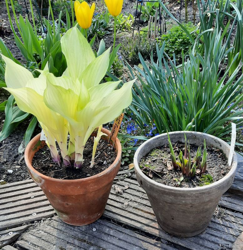 Hosta White Feather