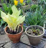 Hosta White Feather