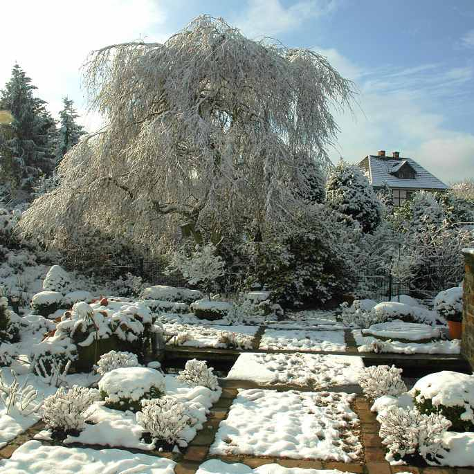 Winter im Garten 3