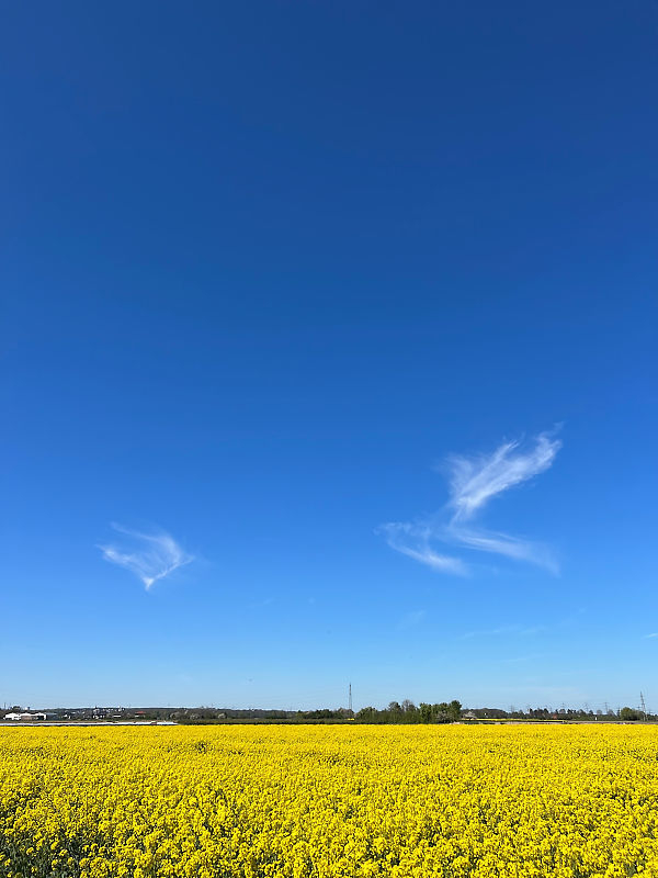 Blauer Himmel, Akzentwolken und Raps