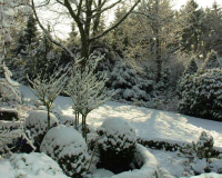 Winter im Garten 5