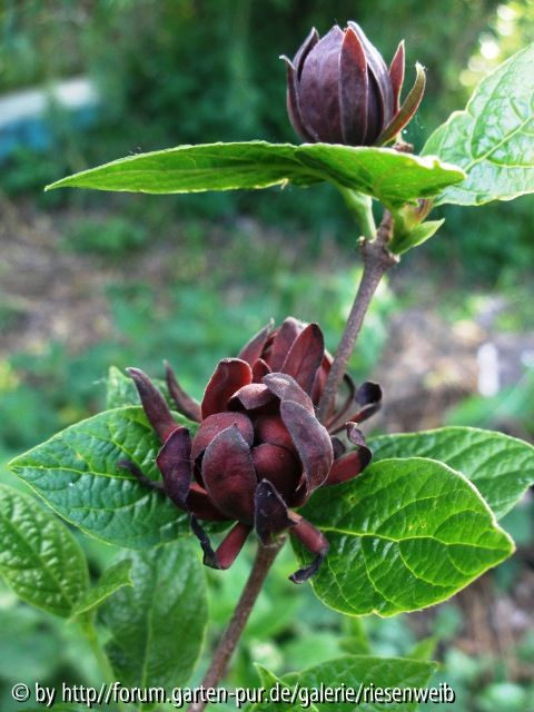 calycanthus floridus blüte