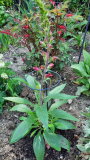 Digitalis Illumination "Cherry Brandy"