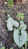 Brunnera Sea Hart