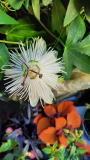 Passiflora