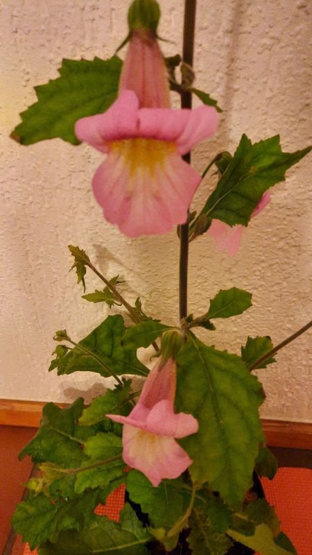 Rosa Rhemannia