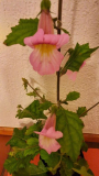 Rosa Rhemannia
