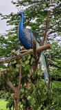 06 Schoppenwihr Blechpfau
