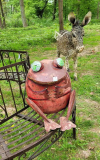 08 Schoppenwihr Blechfrosch