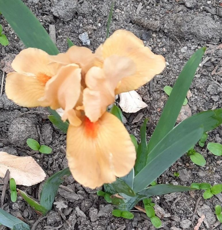 Nana Orange Tiger