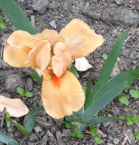 Nana Orange Tiger