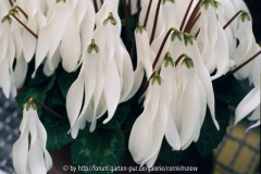 Cyclamen persicum 'Schlappöhrchen' 2006