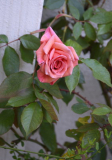 Rose Mrs. Sam McGredy