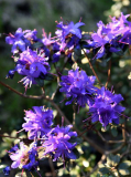 Rhododendron - wohl impeditum 'Azurika'