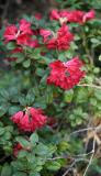 Rhododendron 0815 namenlos