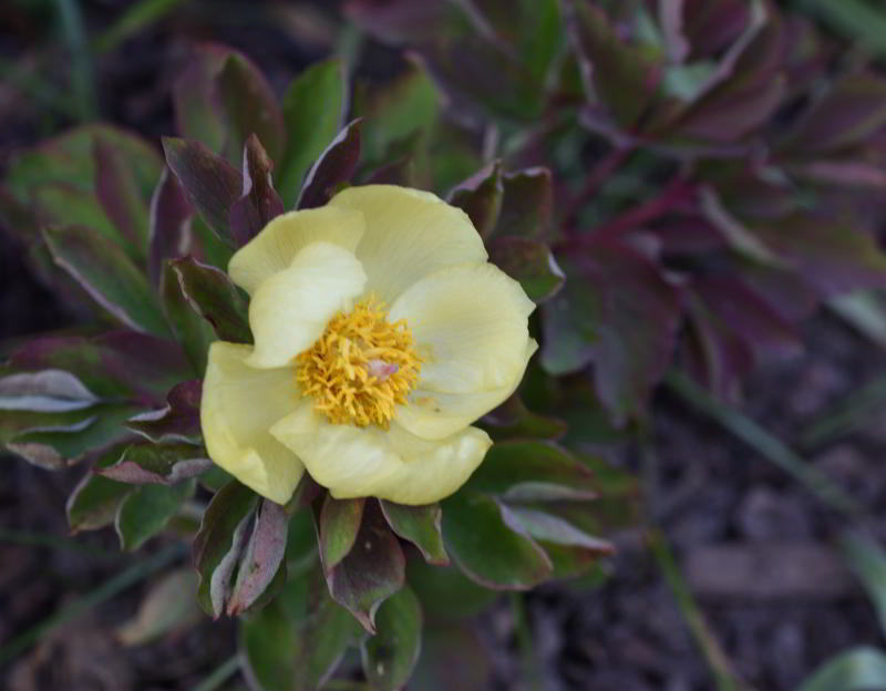 Paeonia Molly gelb