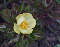 Paeonia Molly gelb