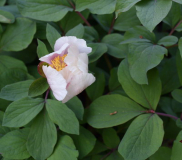 Paeonia Molly rosa